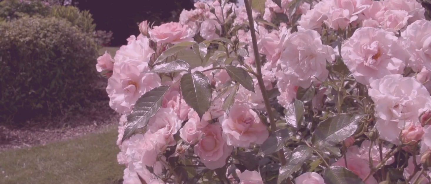 Camera zooms in to a pink rose bush
