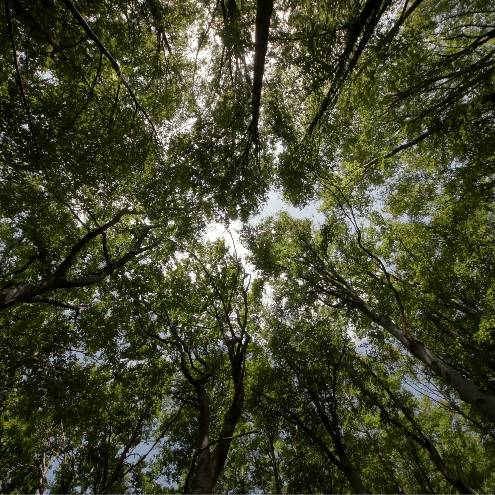 Looking up at tall green leafed trees from a forest floor.