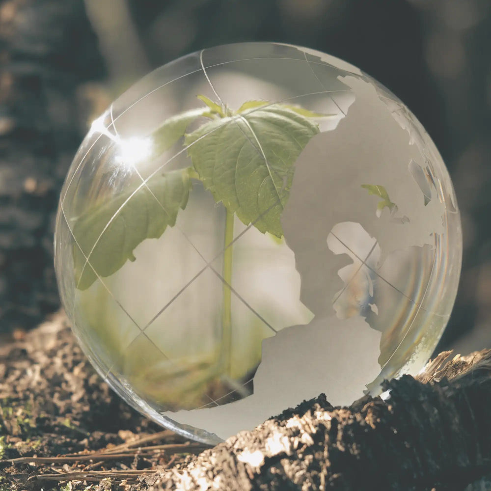 Glass ball with a plant inside 