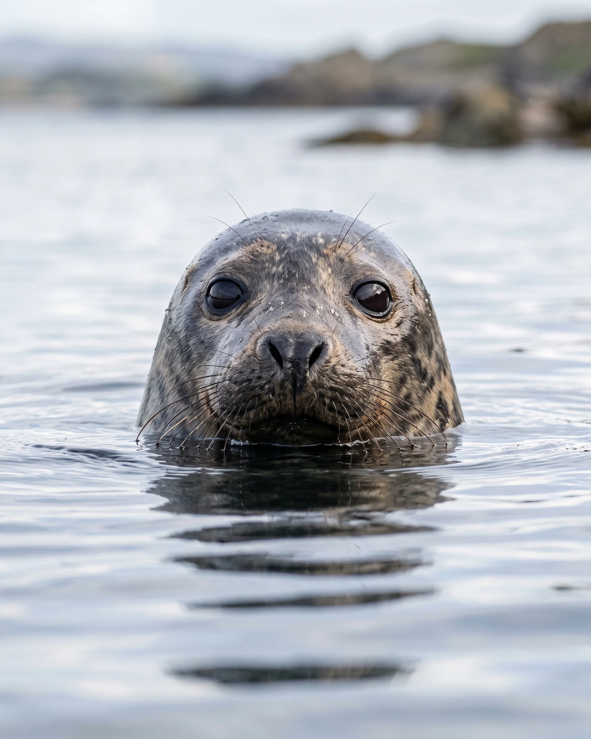 A seal looking up from still, silvery water.