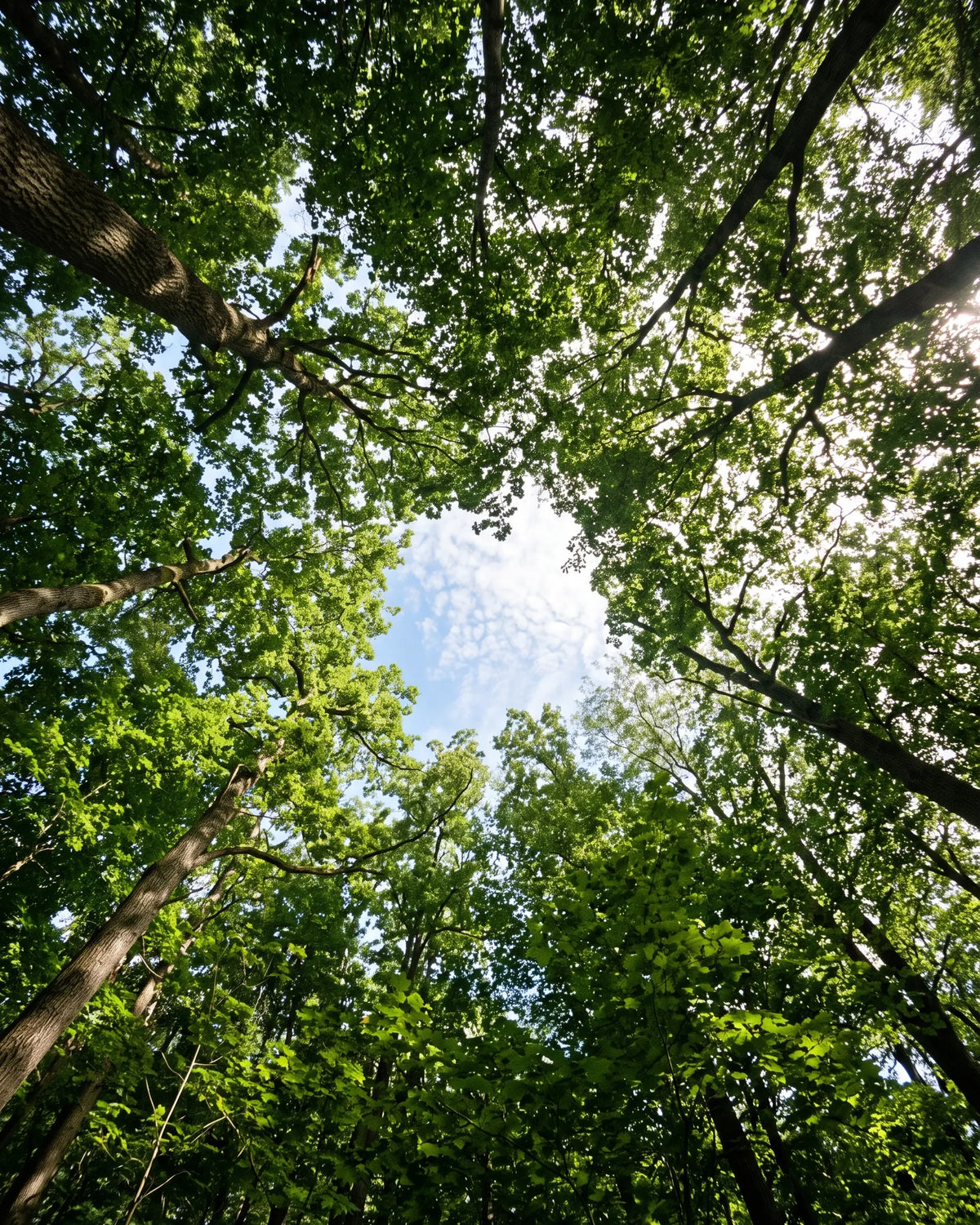 Looking up through a green forest canopy to a patch of blue sky.